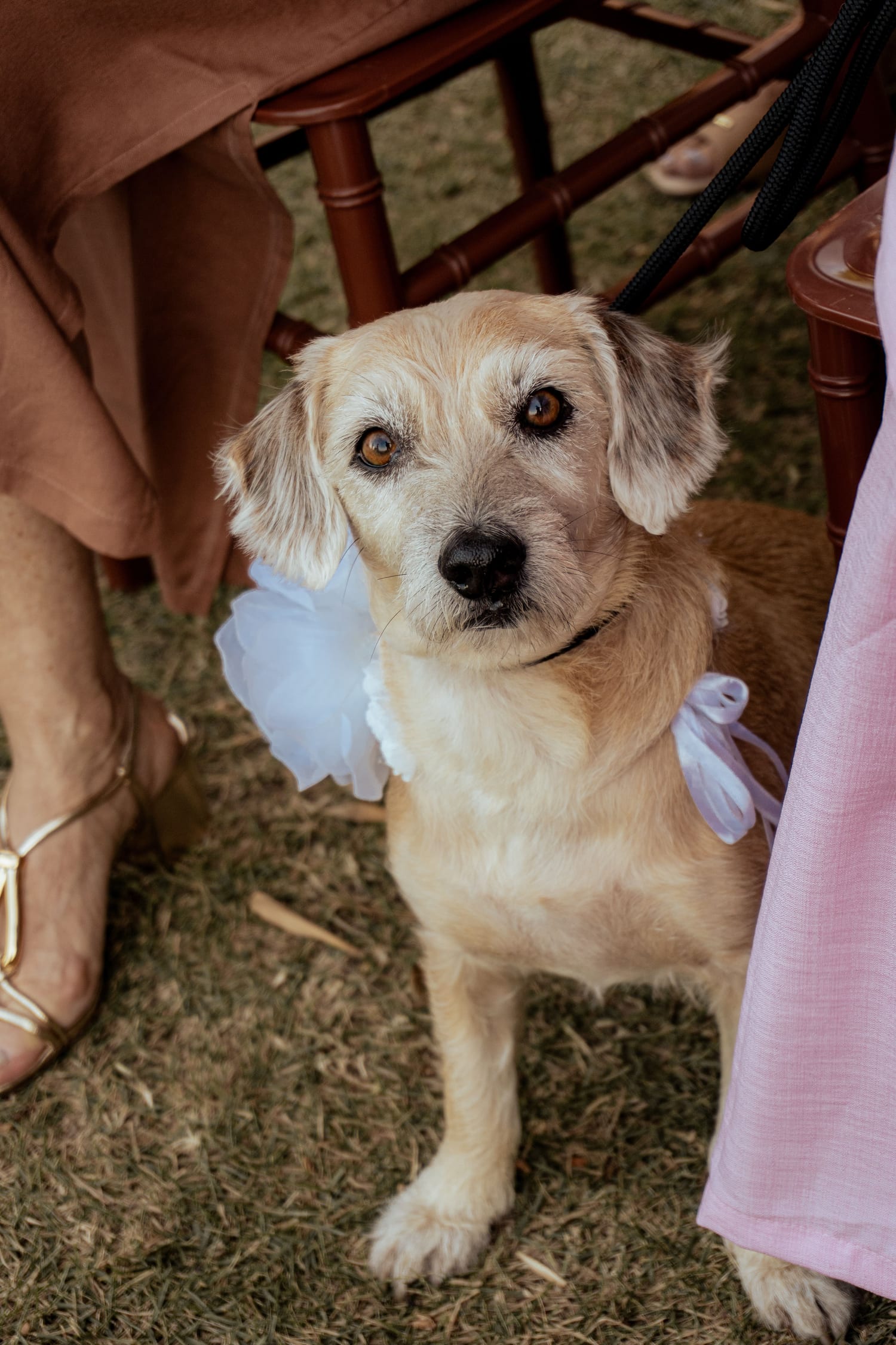 Perrito mestizo mirando a la cámara junto a una persona