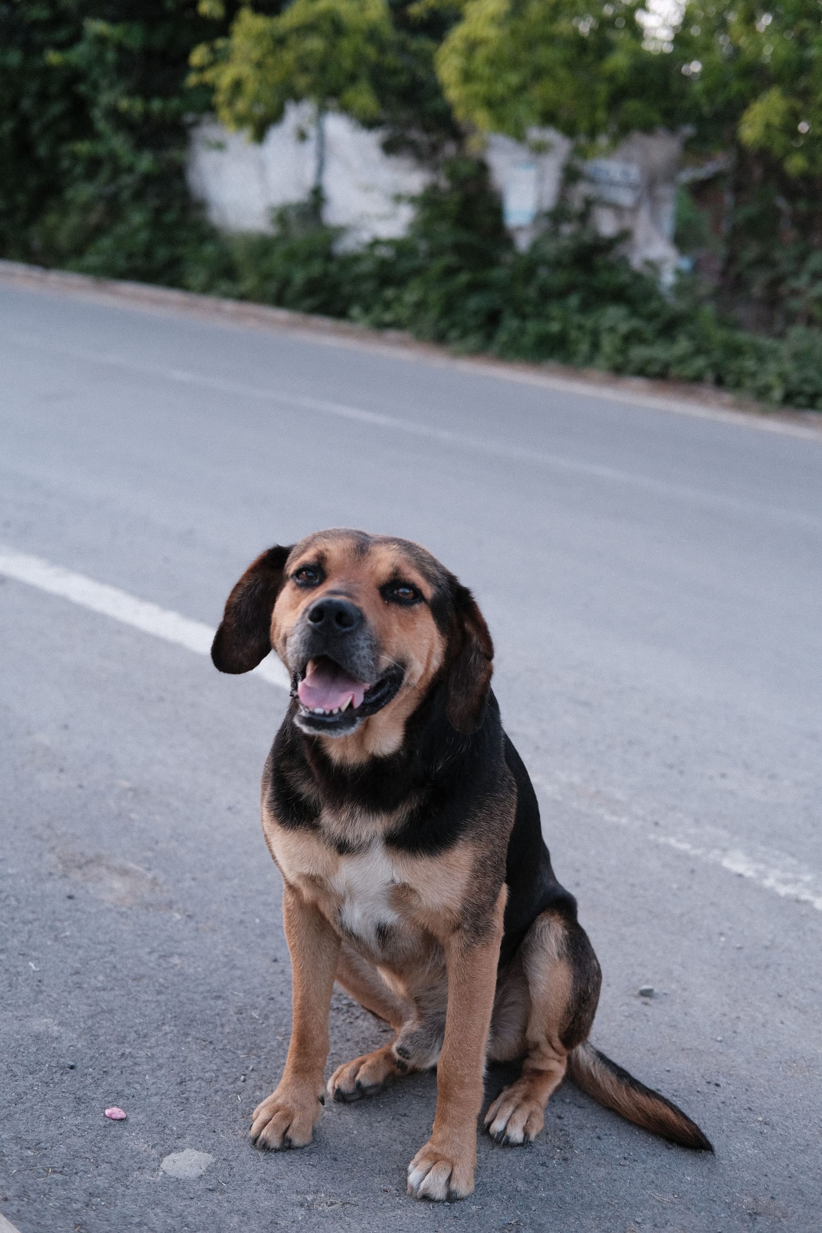 Perro mestizo de mirada dulce esperando adopción